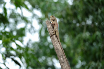 lizard on a tree
