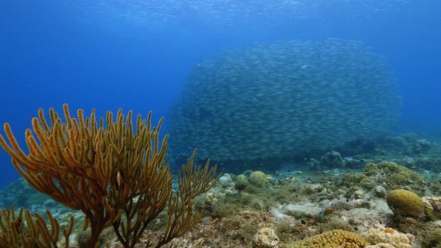 Bait ball in coral reef of Caribbean Sea around Curacao