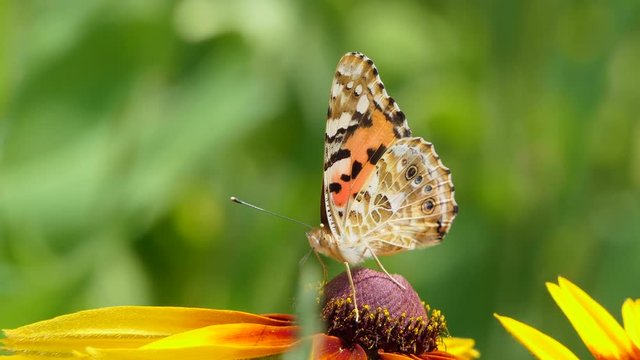 Beautiful butterfly on a yellow flower in the garden, summer nature, Colorful shot .