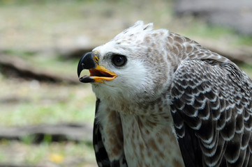 Eagle, a terrifying predator animal Fly fast, fly fast, fly high and fly far