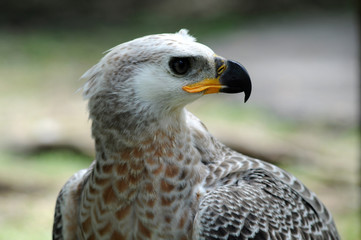 Eagle, a terrifying predator animal Fly fast, fly fast, fly high and fly far