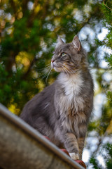 Obraz premium Closed up of domestic adorable black grey Maine Coon kitten, young peaceful cat in sunshine day