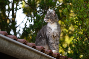 Closed up of domestic adorable black grey Maine Coon kitten, young peaceful cat in sunshine day