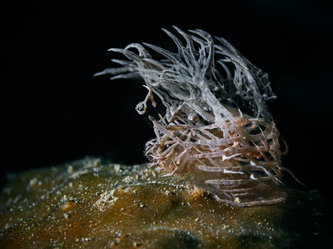 Underwater close-up photography of a ghost melibe nudibranch (Pulau Bangka, North Sulawesi/Indonesia)