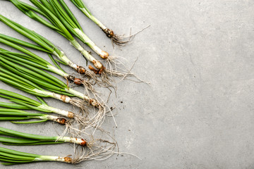 Bio organic vegetables. Freshly harvested spring green onion or fresh scallion.