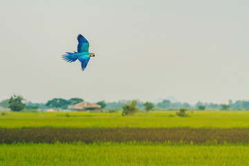 Colorful of the macaw parrot practice flying in the fields.
