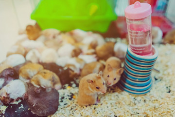 Many rats are sleeping, resting and eating in cages.