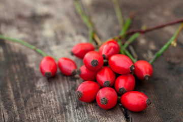 Red Rose Hip Close Up