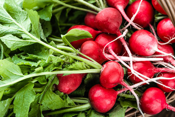 Farm fresh organic vegetables on farmer market. Freshly harvested produce - garden radishes, red bunch, close-up of radish, background
