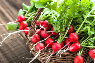 Farm fresh vegetables. Organic, freshly harvested radishes on farmer market. Red radish bunch. - Powered by Adobe