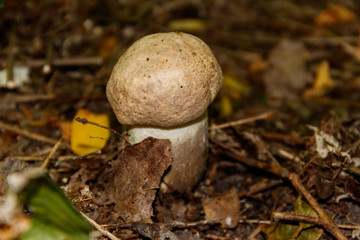 Edible mushroom in the forest