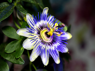 Blue passionflower - Passiflora caerulea