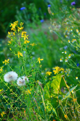 kräutergarten  naturheilkunde