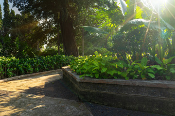 Peaceful Corner of Outdoor Park or Garden in The Morning After Sunrise with Sun Beam or Flare Glowing Through The Green Leaves Canopy