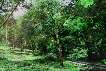 Many Monthong Durians on tree in agricultural garden