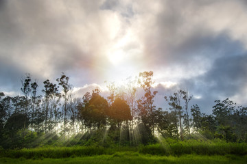 Dreamy Morning Sunshine At The End of Tropical Jungle with Cloudy Sky and Sun Beam. Concept of Enchanted Fairy Tale Forest