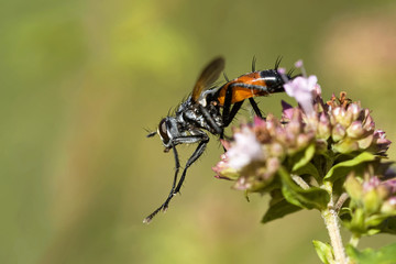 Cylindromyia brassicaria