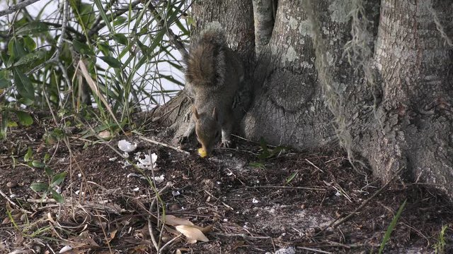 squirrel eats a turtle egg in Florida wetlands