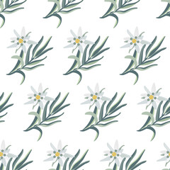 Edelweiss. Seamless botanical pattern with edelweiss flowers.