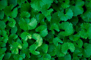 Close up Gotu kola leaves