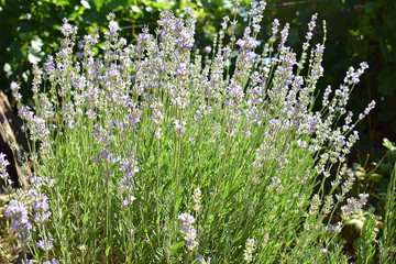 Fototapeta premium Lavender bush with flowers on a green background.