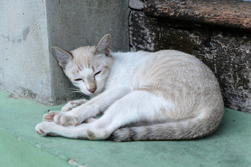Fototapeta premium Sleeping Cute brown Cat
