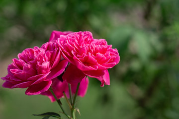 Bouquet of pink roses in green natural background