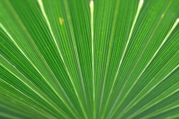 Palm leaf texture background close up