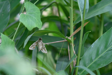 Daphnis Nerii, Acherontia Atropos (butterfly) hang on some leaf in garden.