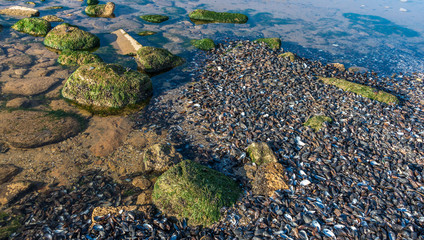 Mussels cast ashore after a storm