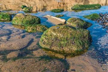 Green algae on the rocks at the edge of the sea