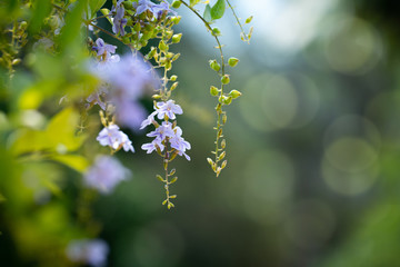 Golden dewdrop flower for natural freshness background or spring and summer concept background