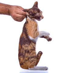 Beautiful lonely brown kitten on a white background