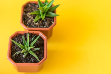 Succulent house plant small sprouts on a yellow background