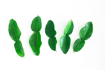 Fresh Green Kaffir Lime Leaves isolated on White Background, ingradient for Asia's food