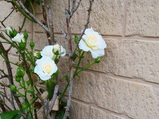 庭のバラの花