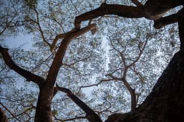 upper view under big tree in day time