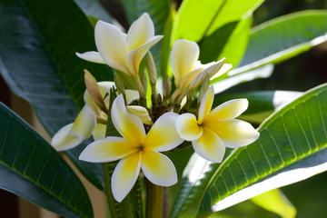 Closeup view of beautiful white and yellow frangipani (plumeria) flowers