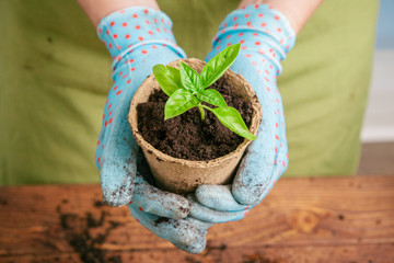 Closeup shot of a woman holding a green plant in palm of her hand. Close up