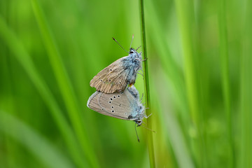 zwei kleine schmetterlinge im sommer beim liebesspiel im Freien