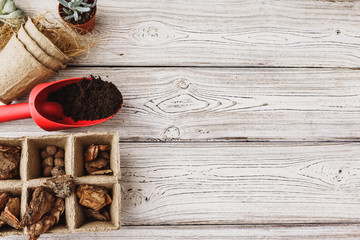 Florist concept. Replanting beautiful succulents on  wooden background