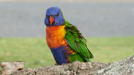 Rainbow Lorikeets