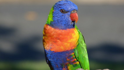 Rainbow Lorikeets