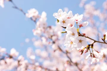 Fotobehang 桜 © UTS