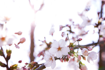 桜