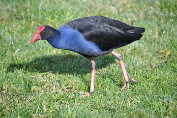 Australasian Swamphen at Jells Park