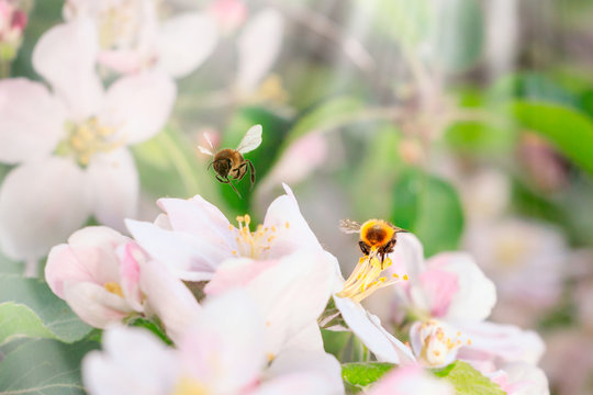 Beautiful pink japanese tree flower on spring green field and flying bumblebee in nature macro on soft blurry light background. Concept spring summer, elegant gentle artistic image, copy space