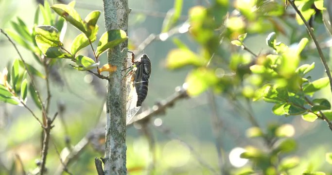 The cicada sings or chirps.
