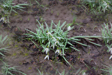 First spring snowdrops flower in water from melting snow.