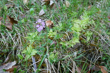 Carnivorous plant Pinguicula alpina in german alps near Oberstdorf at 1100 m.